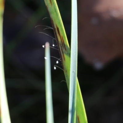 Unverified Lacewing (Neuroptera) at Wodonga, VIC - 22 May 2022 by KylieWaldon