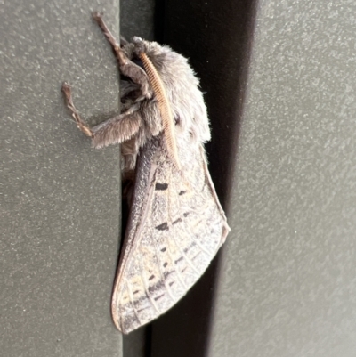 Oxycanus unidentified species near silvanus at Stromlo, ACT - 28 May 2022 by JimL