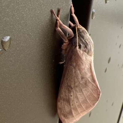 Oxycanus dirempta (Variable Oxycanus) at Stromlo, ACT - 28 May 2022 by JimL