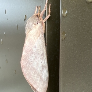 Oxycanus dirempta at Stromlo, ACT - 28 May 2022