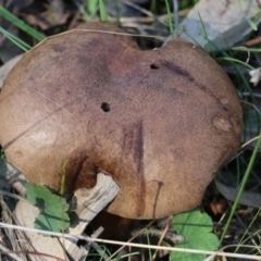 Unidentified Cap on a stem; pores below cap [boletes & stemmed polypores] at Wodonga, VIC - 22 May 2022 by KylieWaldon