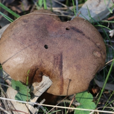 Bolete at Wodonga, VIC - 22 May 2022 by KylieWaldon