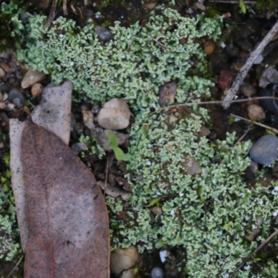 Bryaceae (Family) at Wodonga, VIC - 22 May 2022 by KylieWaldon