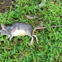 Rattus rattus (Black Rat) at Mawson, ACT - 28 May 2022 by KateU