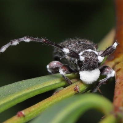 Entomophthoraceae (family) (An entomopathogenic (insect killing) fungus) at ANBG - 27 May 2022 by TimL