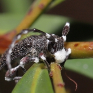 Entomophthoraceae (family) at Acton, ACT - 27 May 2022