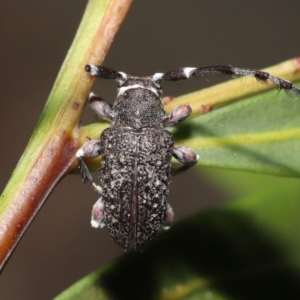 Entomophthoraceae (family) at Acton, ACT - 27 May 2022