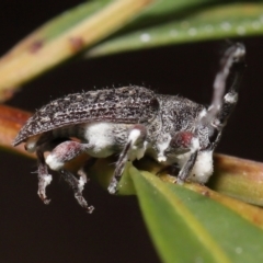 Entomophthoraceae (family) at Acton, ACT - 27 May 2022 12:37 PM