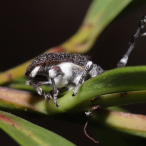 Entomophthoraceae (family) at Acton, ACT - 27 May 2022