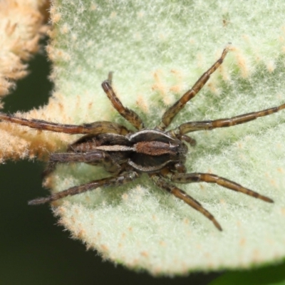 Venatrix sp. (genus) (Unidentified Venatrix wolf spider) at ANBG - 27 May 2022 by TimL