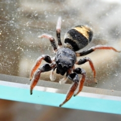 Apricia jovialis (Jovial jumping spider) at Crooked Corner, NSW - 23 May 2022 by Milly