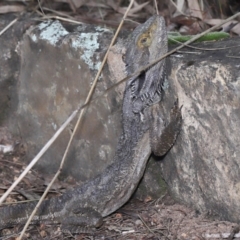 Pogona barbata (Eastern Bearded Dragon) at GG12 - 27 May 2022 by TimL