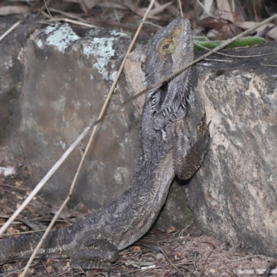 Pogona barbata (Eastern Bearded Dragon) at ANBG - 27 May 2022 by TimL