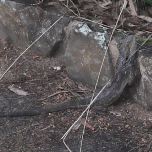 Pogona barbata at Acton, ACT - 27 May 2022