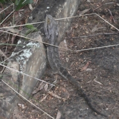 Pogona barbata at Acton, ACT - 27 May 2022