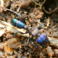 Rhytidoponera sp. (genus) (Rhytidoponera ant) at Jerrabomberra, NSW - 27 May 2022 by Tmac