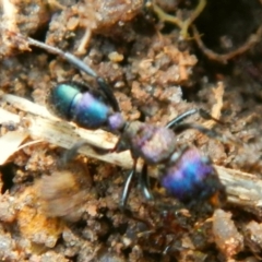 Rhytidoponera sp. (genus) (Rhytidoponera ant) at Jerrabomberra, NSW - 27 May 2022 by TmacPictures