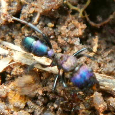 Rhytidoponera sp. (genus) (Rhytidoponera ant) at Jerrabomberra, NSW - 27 May 2022 by TmacPictures
