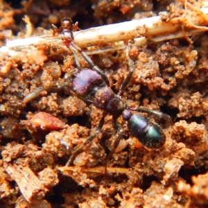 Rhytidoponera sp. (genus) at Jerrabomberra, NSW - suppressed