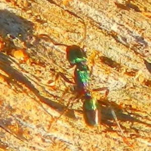 Rhytidoponera sp. (genus) at Jerrabomberra, NSW - suppressed