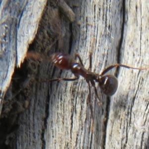 Papyrius sp (undescribed) at Hall, ACT - 26 May 2022