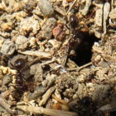 Papyrius sp (undescribed) at Hall, ACT - 26 May 2022