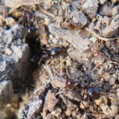 Papyrius sp (undescribed) at Hall, ACT - 26 May 2022