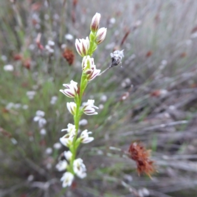 Prasophyllum sp. (A Leek Orchid) - 10 Sep 2019 by Christine