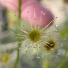 Drosera (genus) at Korung National Park - 11 Sep 2019 11:42 AM