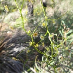 Drosera (genus) at Korung National Park - 11 Sep 2019 11:42 AM