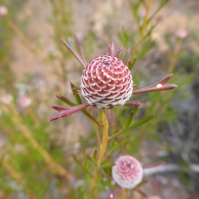 Isopogon dubius (Pincushion Coneflower) at Canning Mills, WA - 11 Sep 2019 by Christine