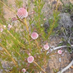 Isopogon dubius at Korung National Park - 11 Sep 2019 01:54 PM