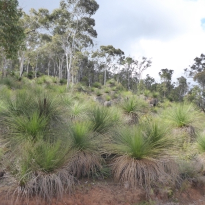 Xanthorrhoea preissii (Balga) at Canning Mills, WA - 11 Sep 2019 by Christine