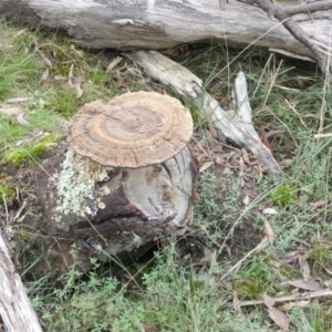 Sanguinoderma rude at Borough, NSW - 25 May 2022