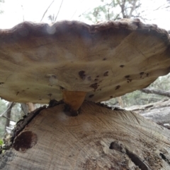 Sanguinoderma rude at Borough, NSW - suppressed