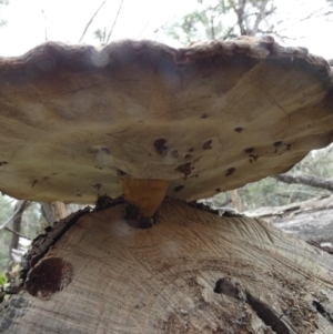 Sanguinoderma rude at Borough, NSW - suppressed