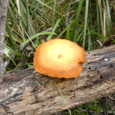 zz agaric (stem; gills not white/cream) at Borough, NSW - 25 May 2022 by Paul4K