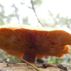 zz agaric (stem; gills not white/cream) at Borough, NSW - 25 May 2022