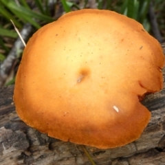 zz agaric (stem; gills not white/cream) at Borough, NSW - 25 May 2022