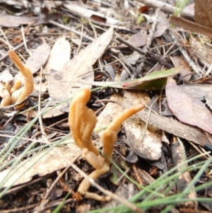 Clavulina sp. at Borough, NSW - 25 May 2022