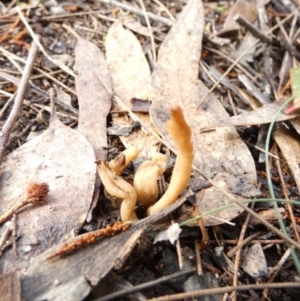 Clavulina sp. at Borough, NSW - 25 May 2022