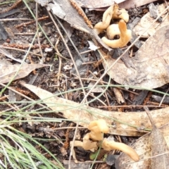 Clavulina sp. at Borough, NSW - 25 May 2022