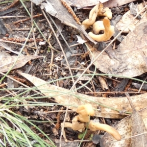 Clavulina sp. at Borough, NSW - suppressed