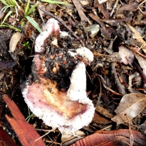 Russula sp. at Queanbeyan West, NSW - 28 May 2022