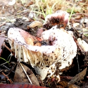 Russula sp. at Queanbeyan West, NSW - 28 May 2022