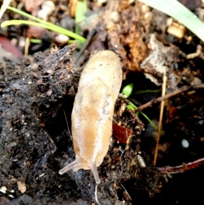 Ambigolimax nyctelia (Striped Field Slug) at Queanbeyan West, NSW - 28 May 2022 by Paul4K
