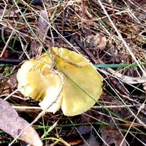 Cortinarius sp. at Queanbeyan West, NSW - 28 May 2022 11:28 AM