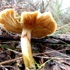 Cortinarius sp. at Queanbeyan West, NSW - 28 May 2022 11:28 AM