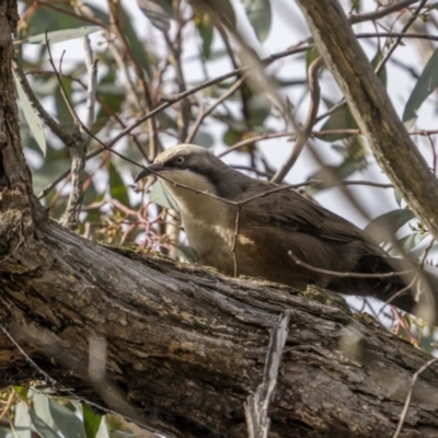 Pomatostomus temporalis (Grey-crowned Babbler) at Mullion, NSW - 28 May 2022 by trevsci