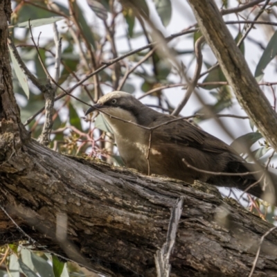 Pomatostomus temporalis temporalis (Grey-crowned Babbler) at Mullion, NSW - 28 May 2022 by trevsci